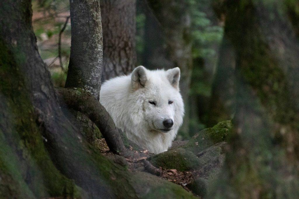 Maison des Loups - loup Arctique