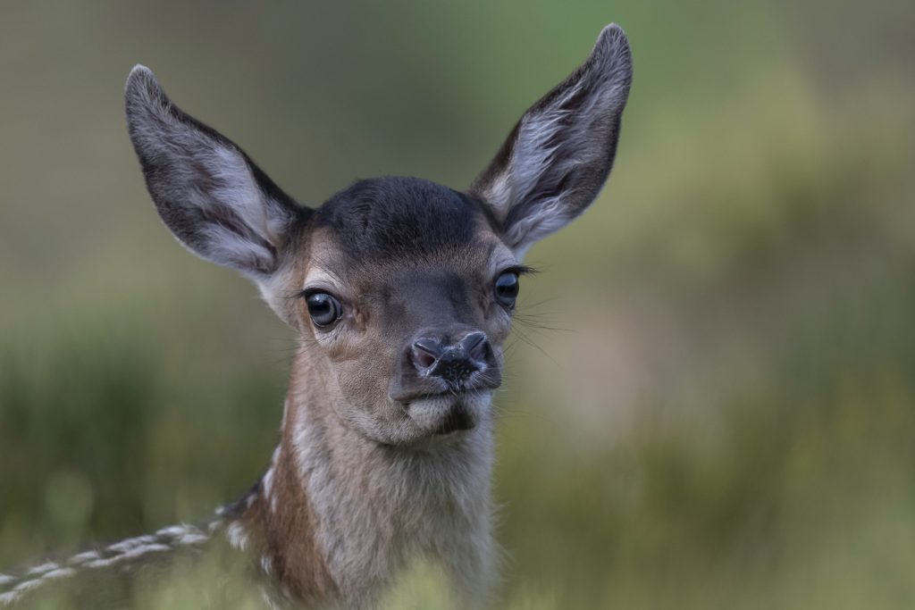 CONCOURS DECLIC NATURE 2025