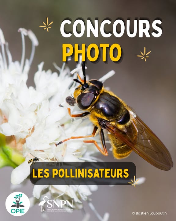 CONCOURS PHOTOS
